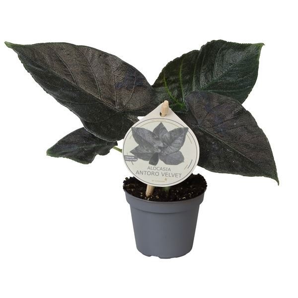 Alocasia Antoro Velvet W. Label 6 cm, D 6 cm