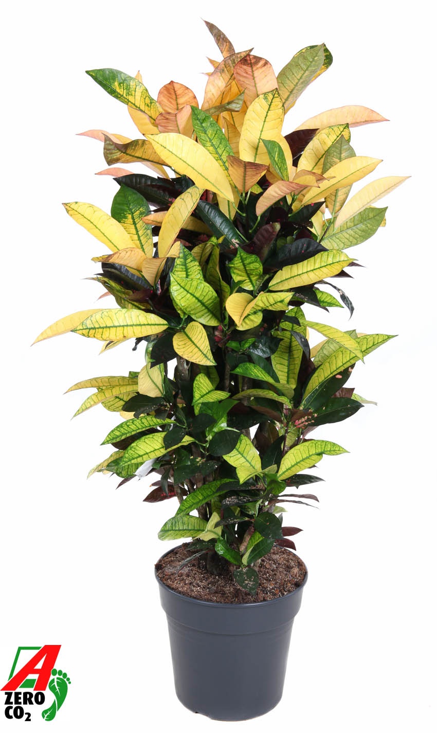 Codiaeum Mrs Iceton vertakt P27, D 27