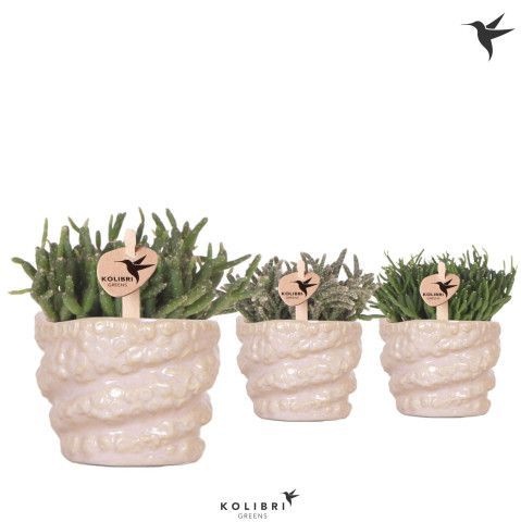 Kolibri Greens Rhipsalis mix in Octopus pot pink, D 6