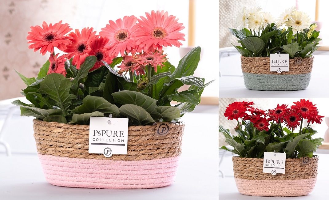Gerbera belicht2+ in Pure Collection fieldbasket 7, D 12