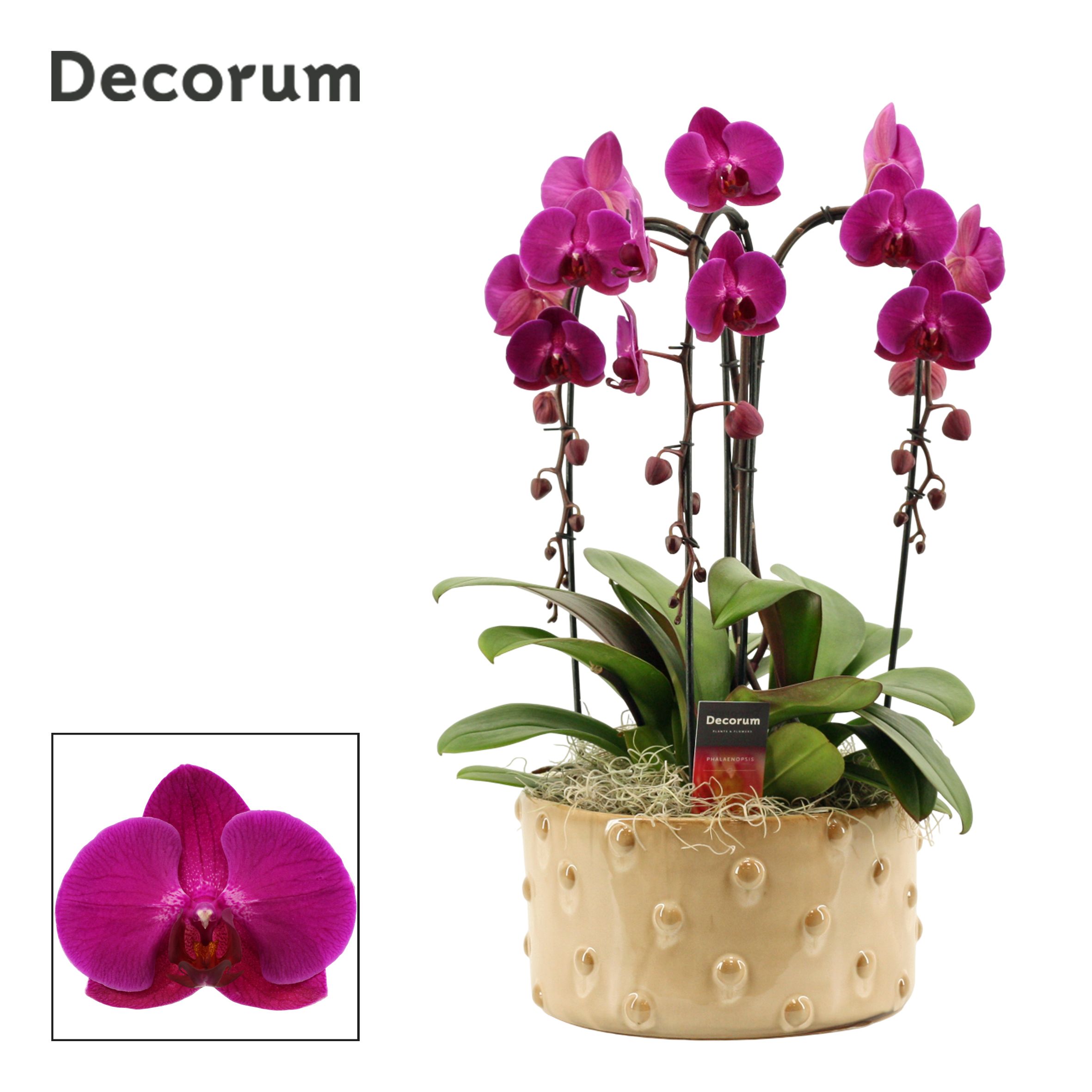 Belle cascade 3 tak symphony purple (Deco-collection), D 27
