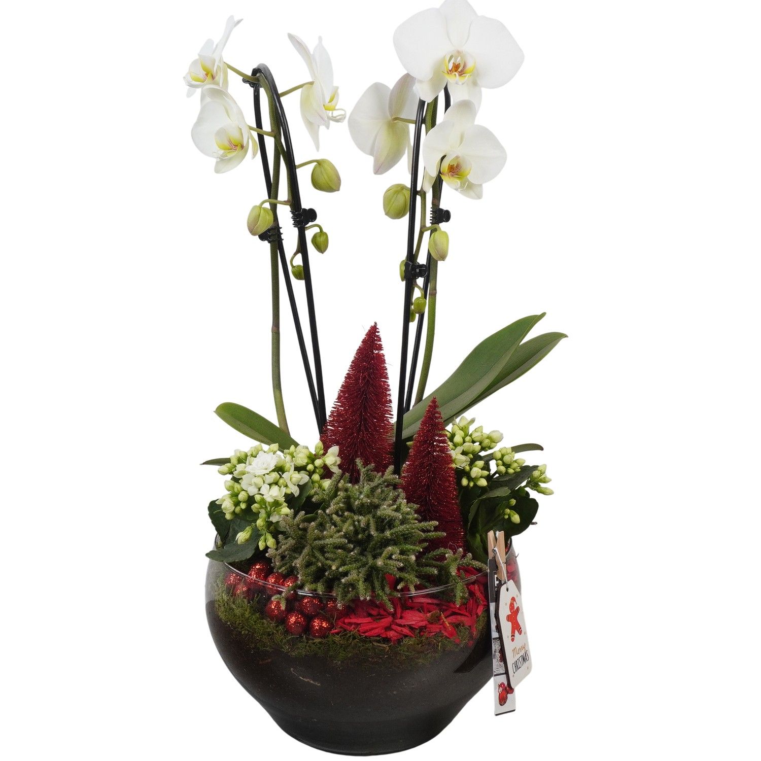 PTCHR7479 Arrangement Christmas Red in glas schaal, D 23 cm