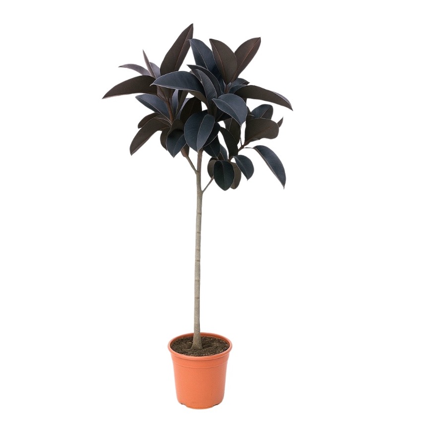 Ficus Elastica 'Abidjan' - 140cm, D 22