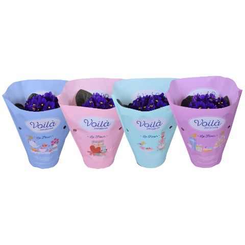 Saintpaulia Blauw voila ''la Fleur''x8, D 12 cm Saintpaulia Blauw voila ''la Fleur''x8, D 12 cm