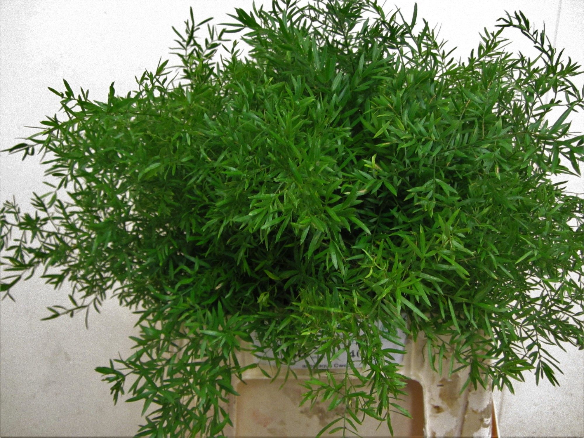 Аспарагус Квебе 40, шт.