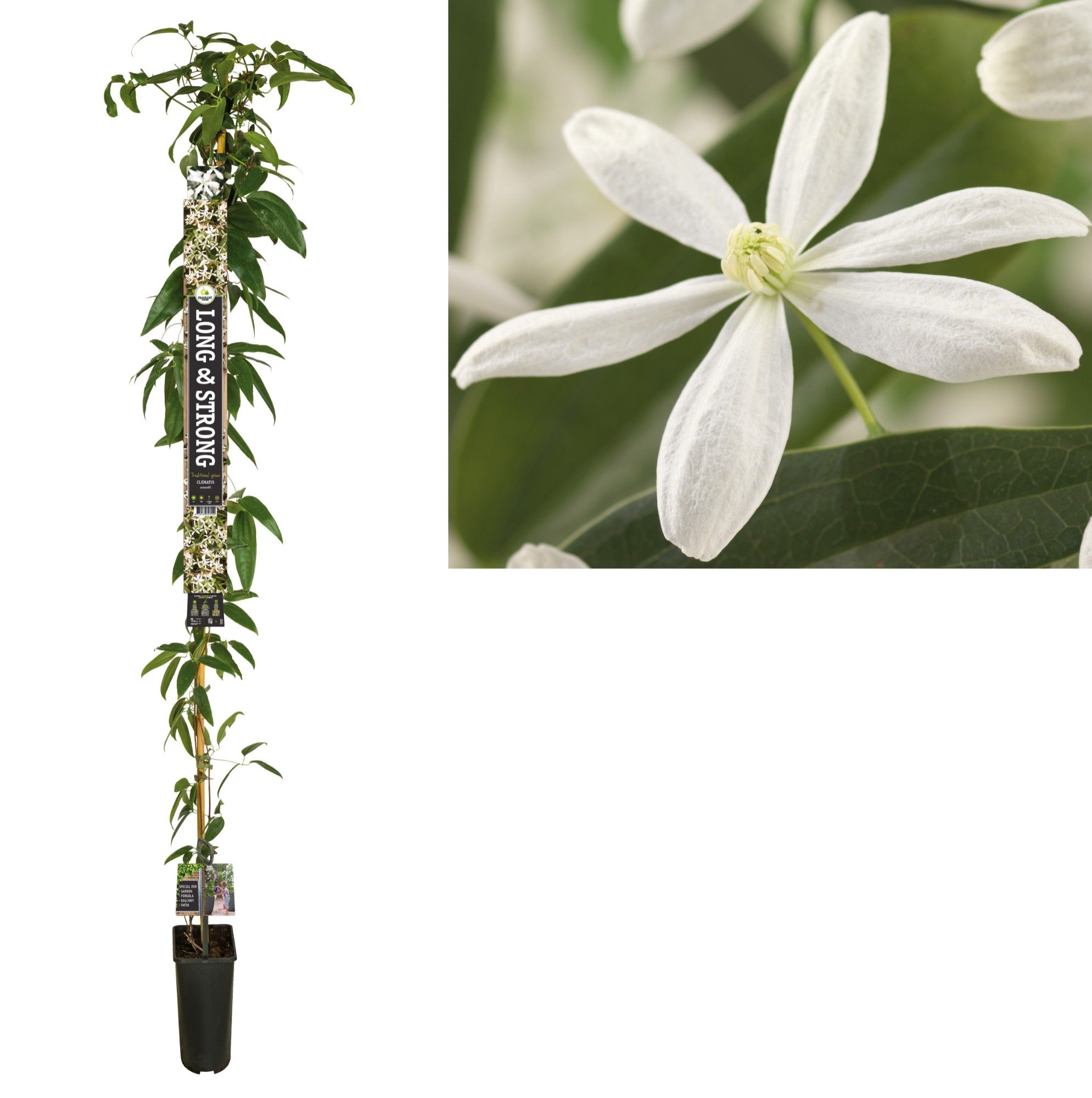 Clematis armandii +Long & strong label, D 23 cm