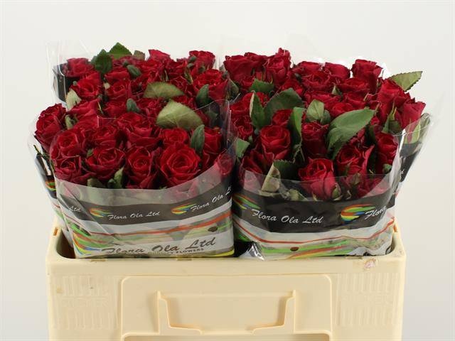 Роза од. Рэд Такази+ 50, шт.