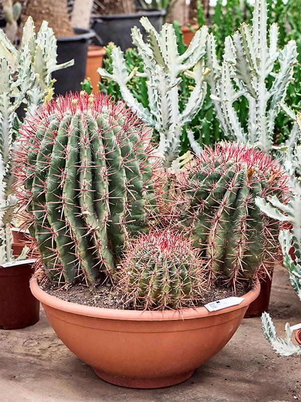 Ferocactus stainesii, D 50 cm
