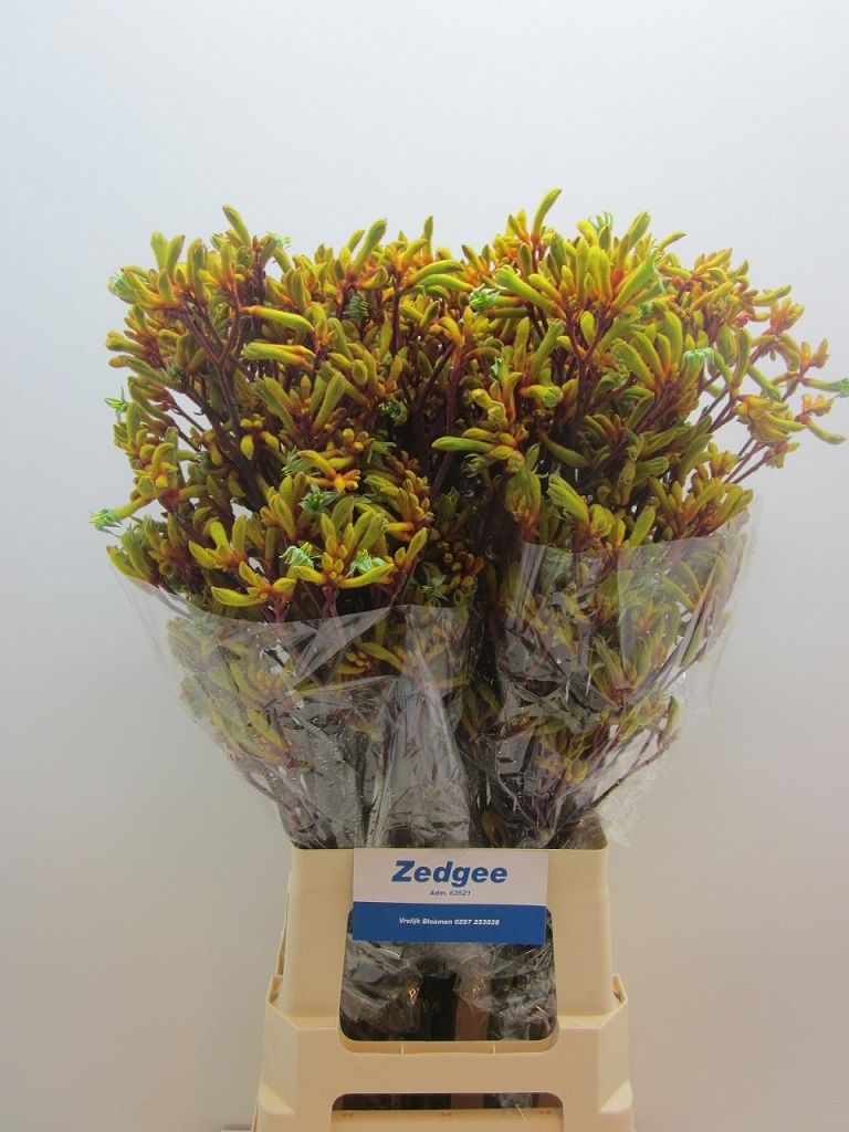 Анигозантус Оранж Вельвет 80, шт.