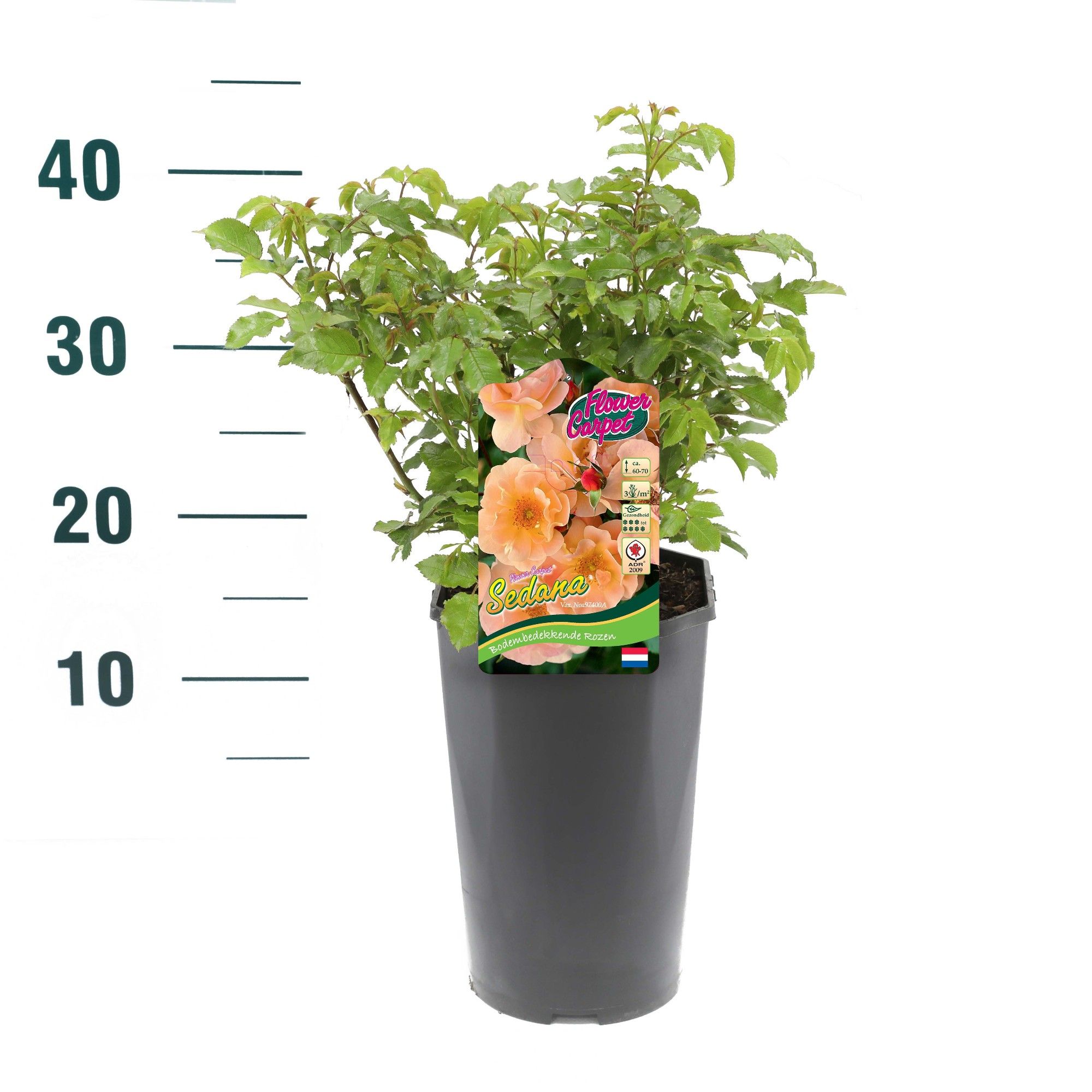 Rosa 'Sedana' - Struik - C3rp - Flower Carpet, D 19 cm