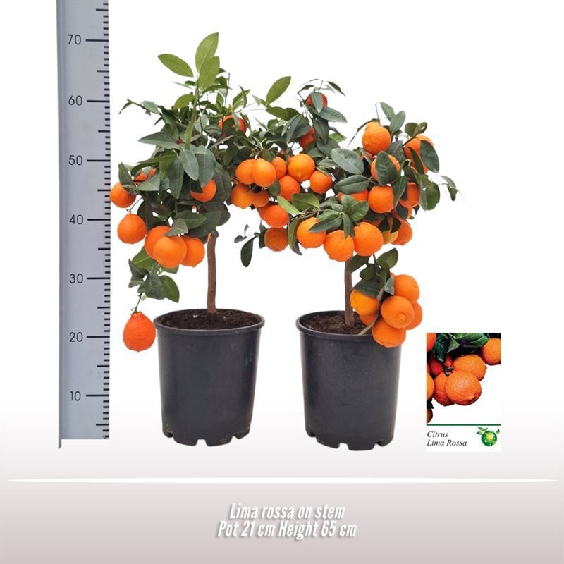 Lima rossa op stam, D 21