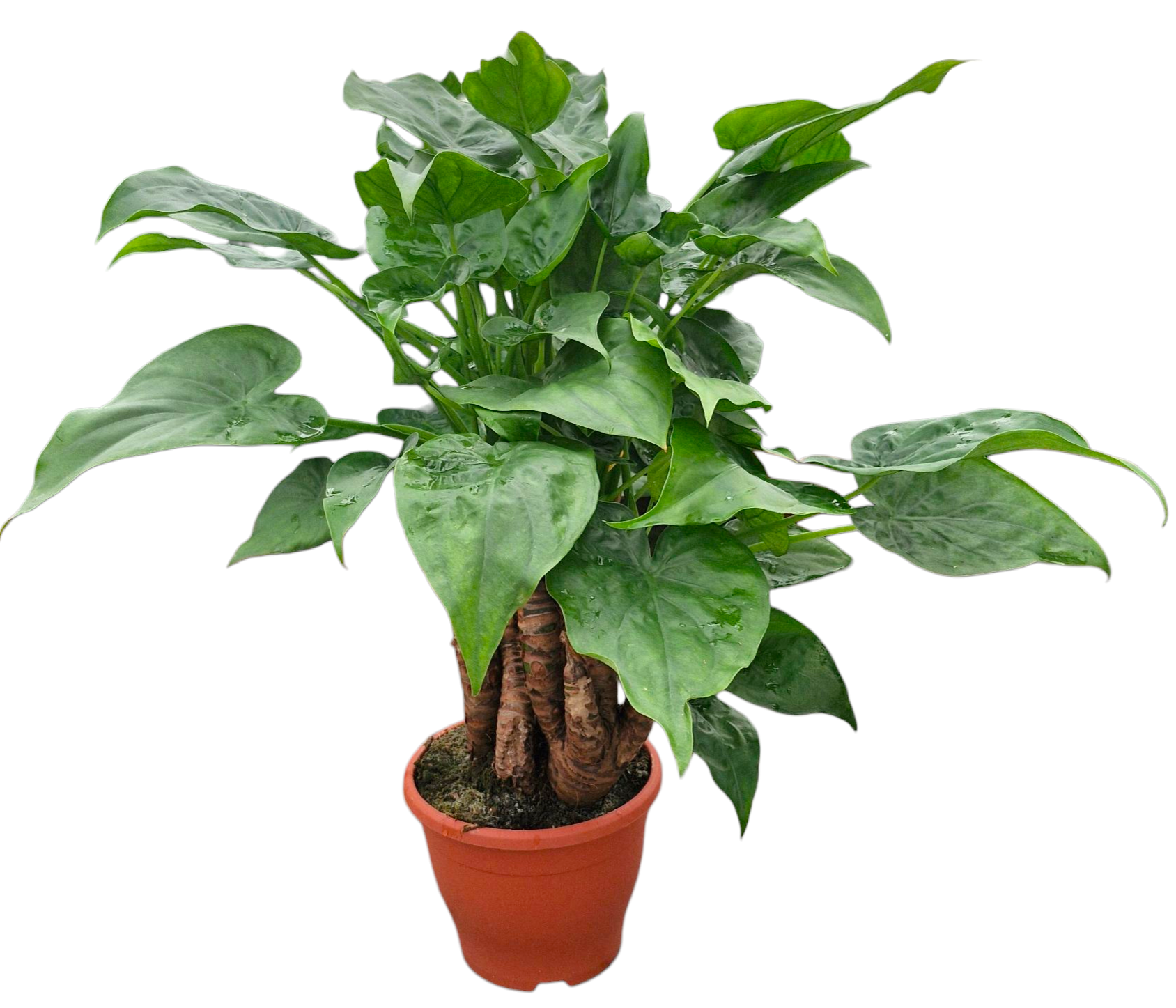 Alocasia multitrunk Green 23 cm, D 23