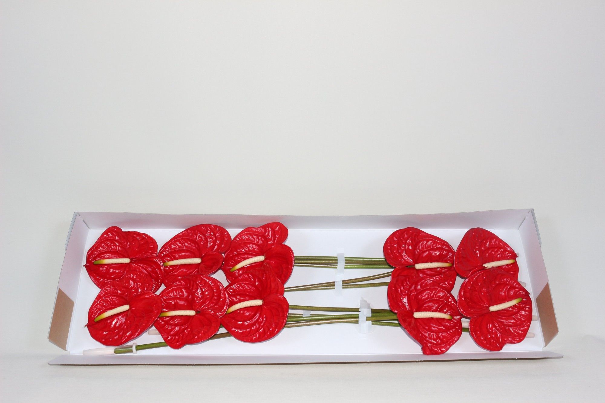 Антуриум Этерно x10, шт.