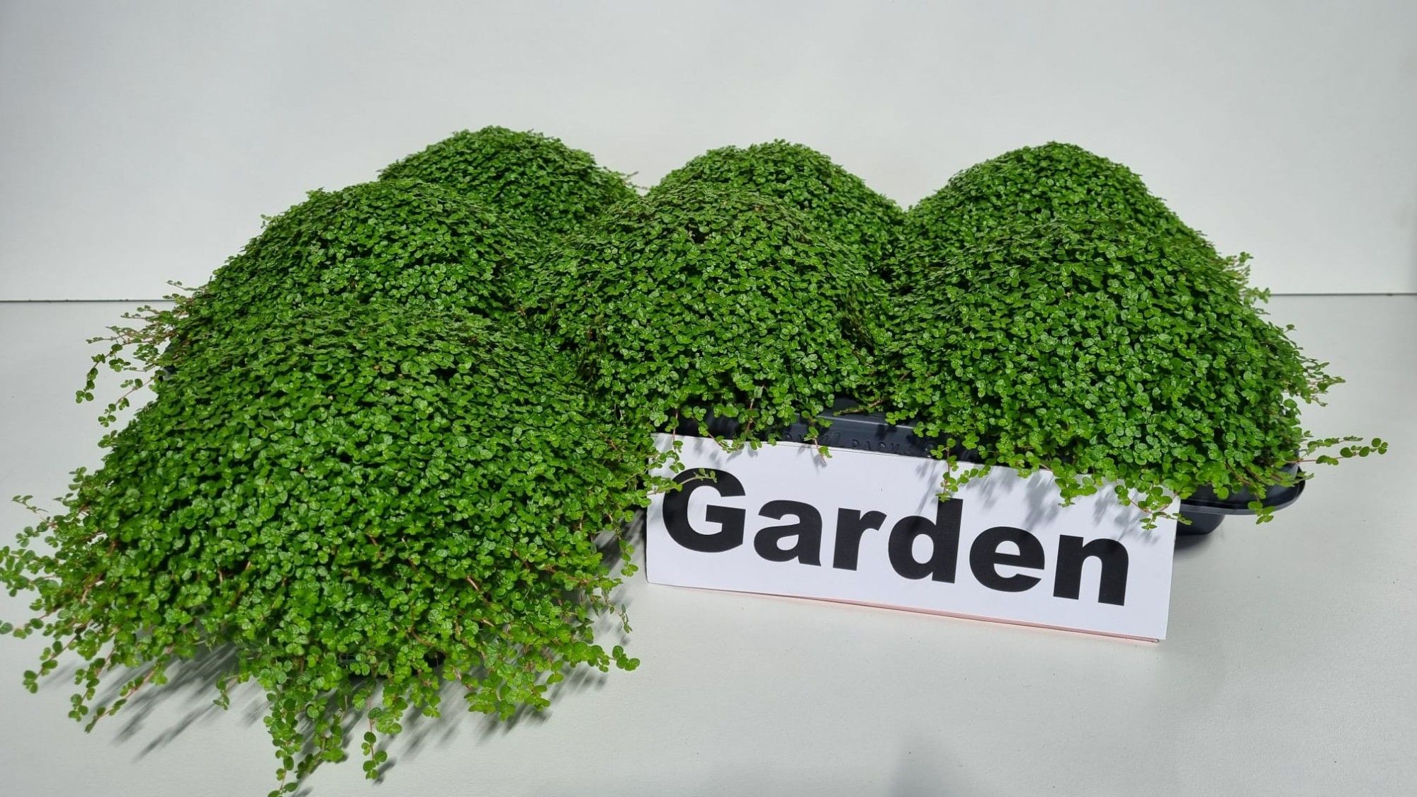 Garden Soleirolia, D 13