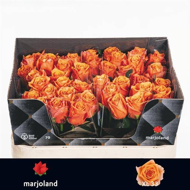 Роза од. Нови! 70, шт.