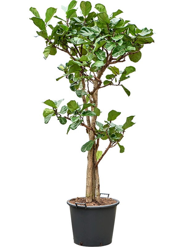 Ficus lyrata(190-200), D 50