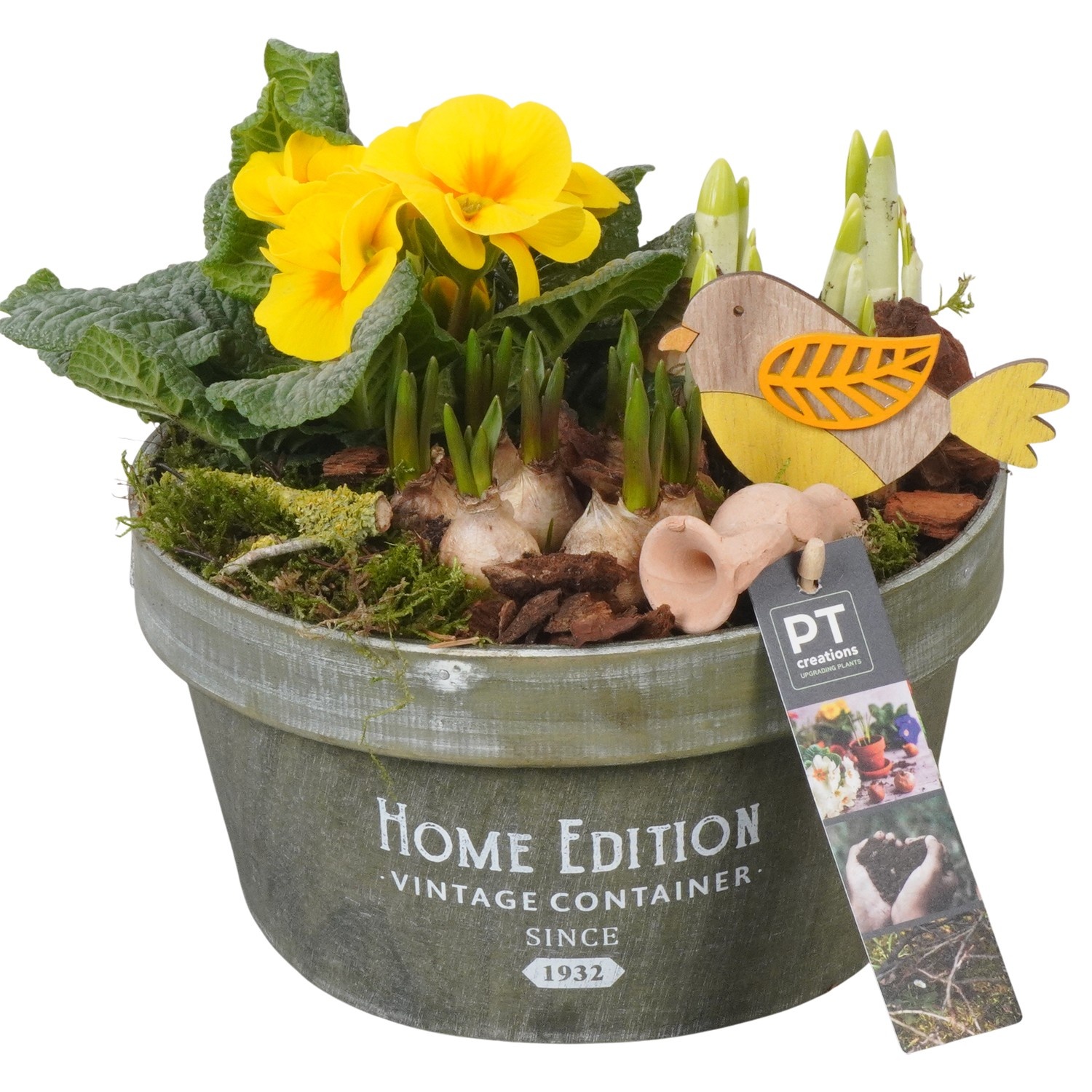 PTBM3924 Arrangement Flower Bulbs Mix in houten pot, D 20