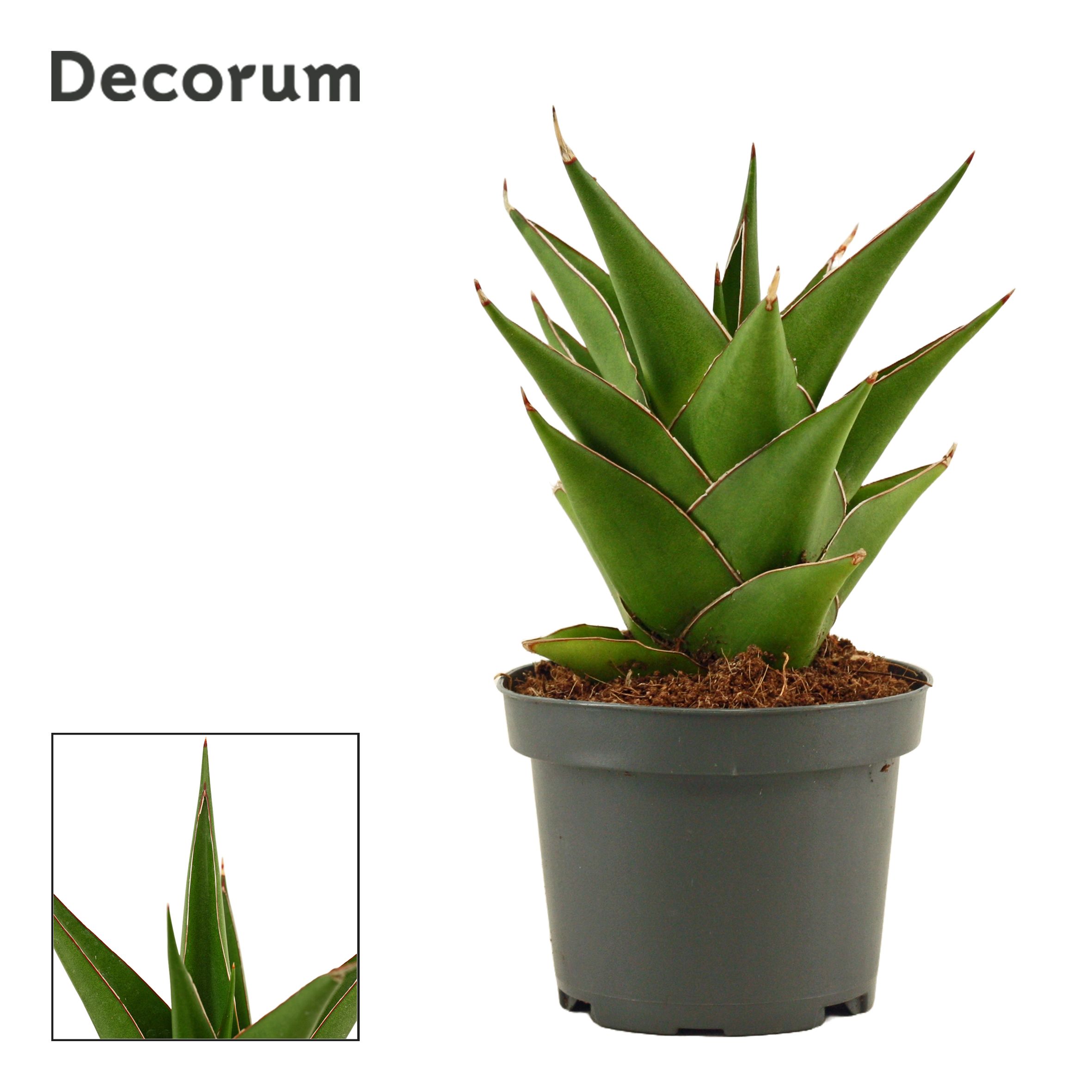 Sansevieria Temple Crown 9 cm (Decorum), D 9