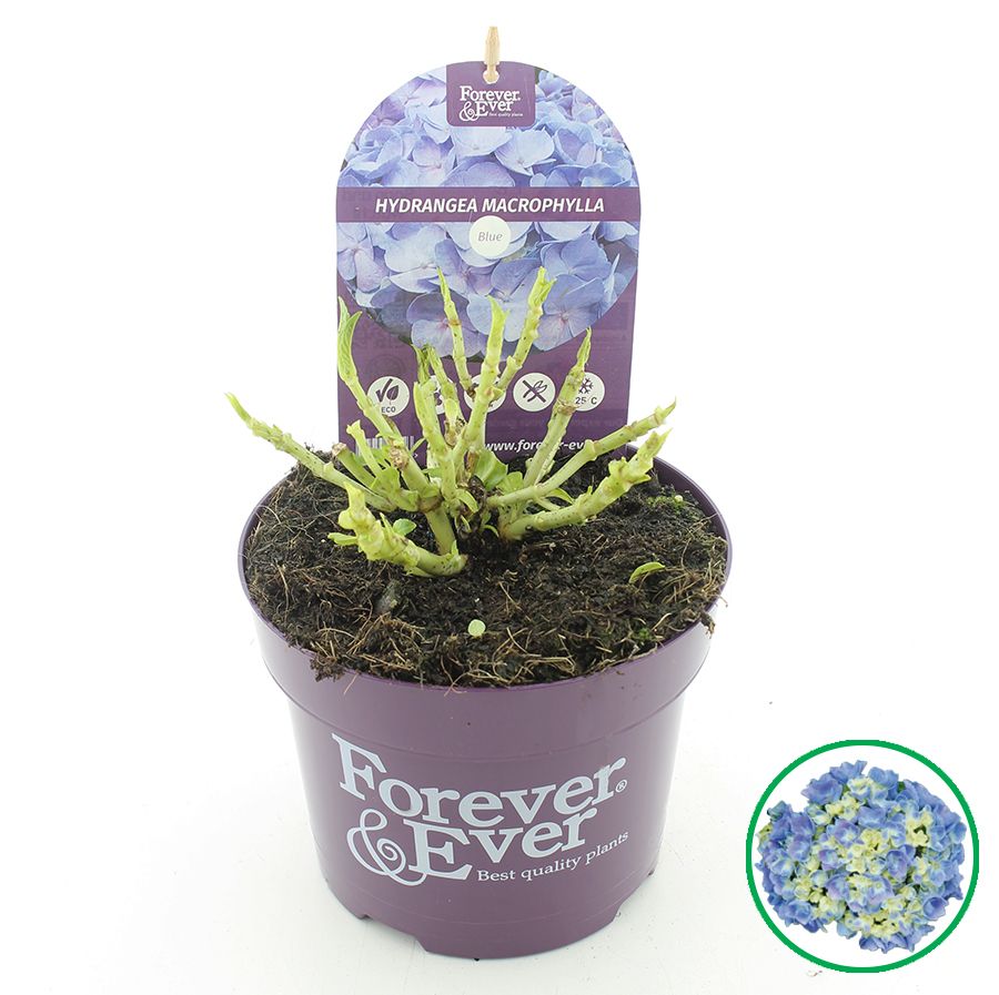 Hydrangea macr. Forever & Ever® Blauw C2 (17cm.), D 17
