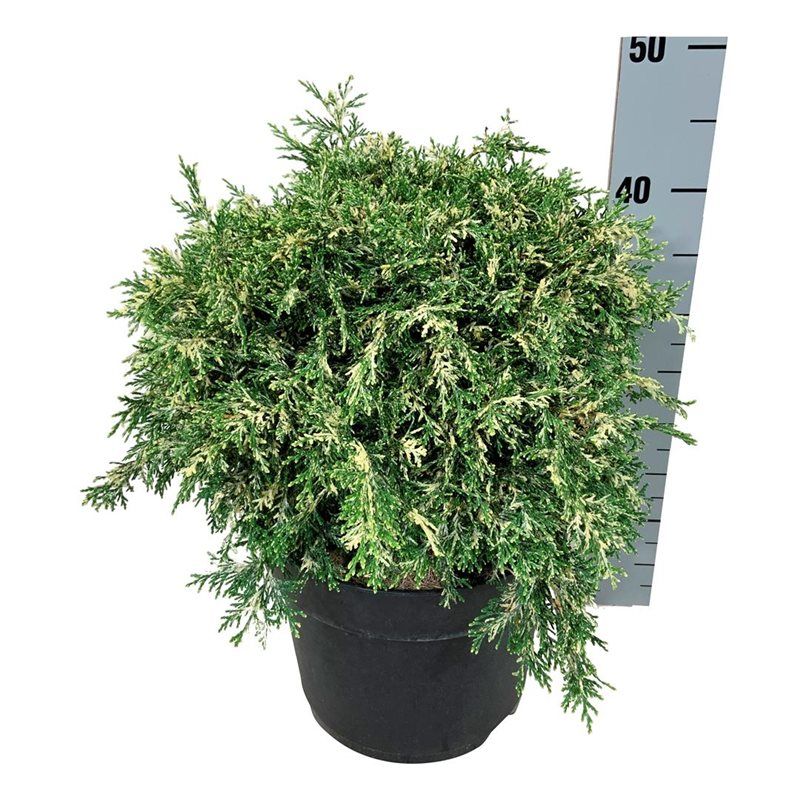 Chamaecyparis l. 'Pearly Swirls' G.A., D 24
