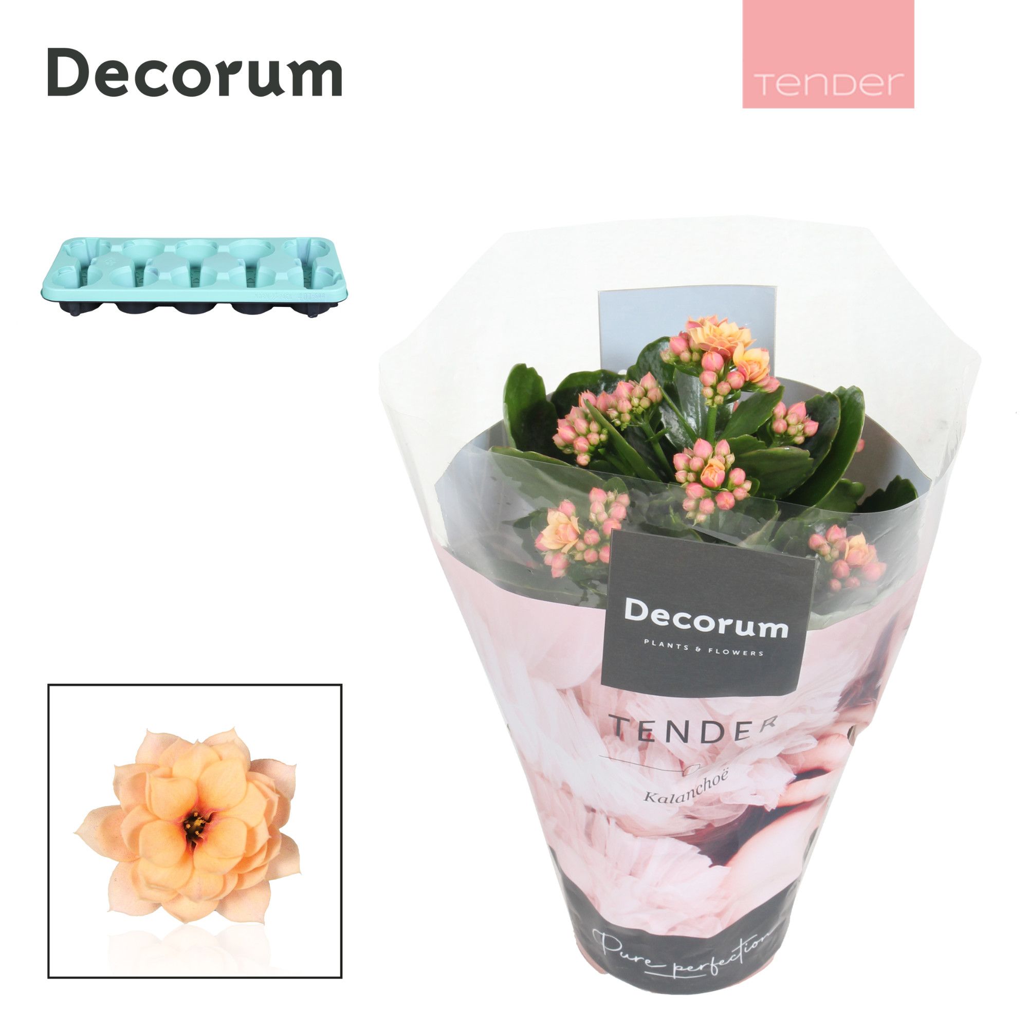 Kalanchoe Decorum TENDER - Serenity Apricot, D 10,5