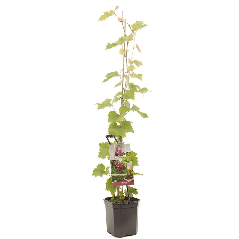 Vitis vinifera Katharina P24 Roze druif, D 24