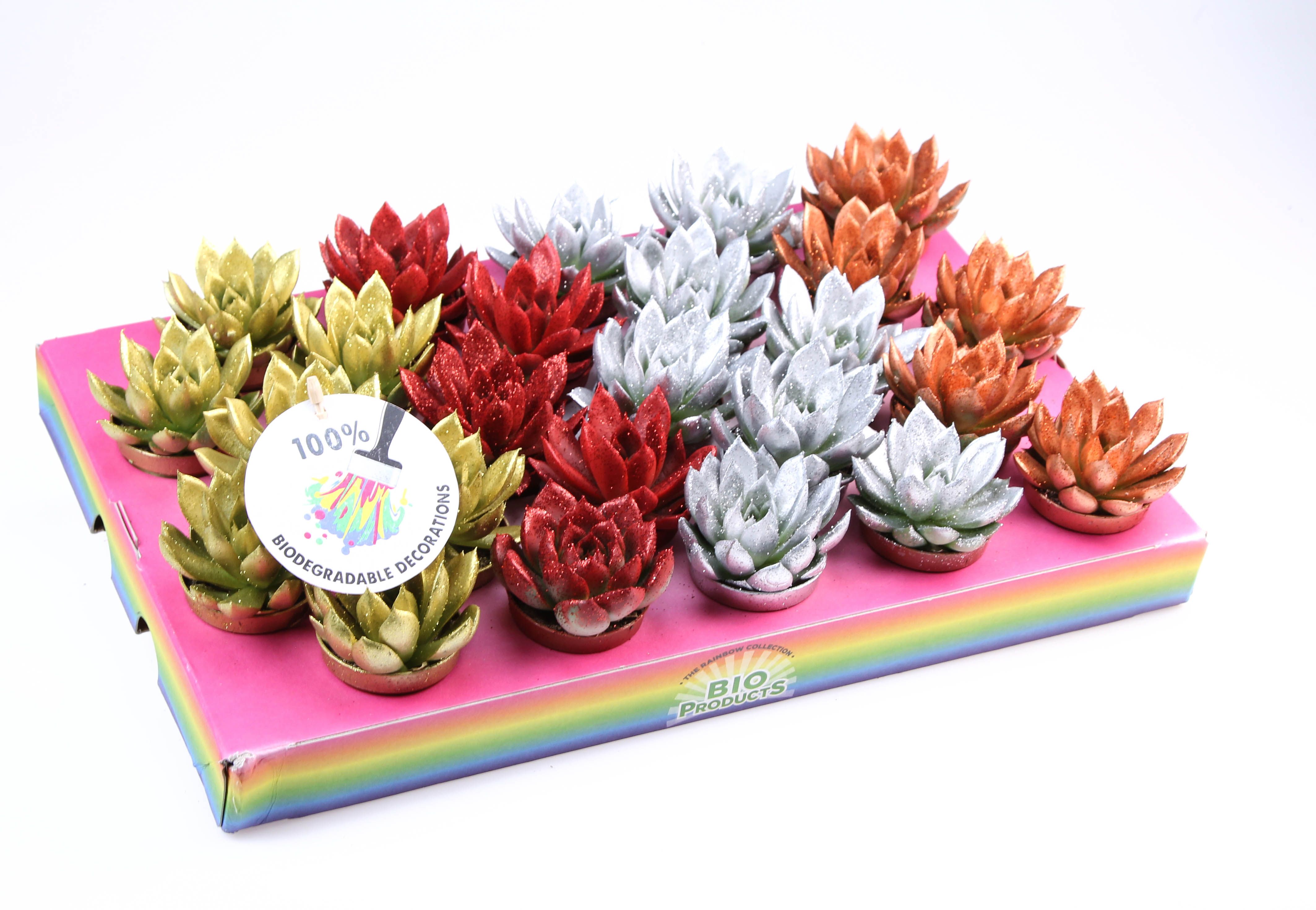 Bio miranda glitter mix, D 5,5