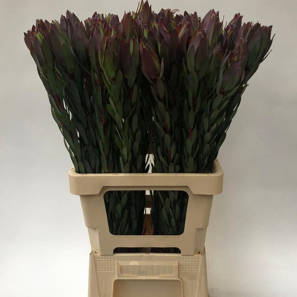 Леукадендрон Маунтин Роуз 70, шт.