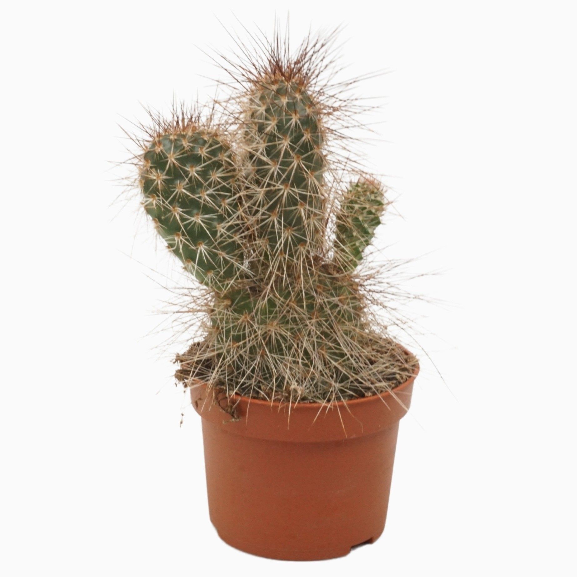 Opuntia erinacea 10,5cm, D 10,5