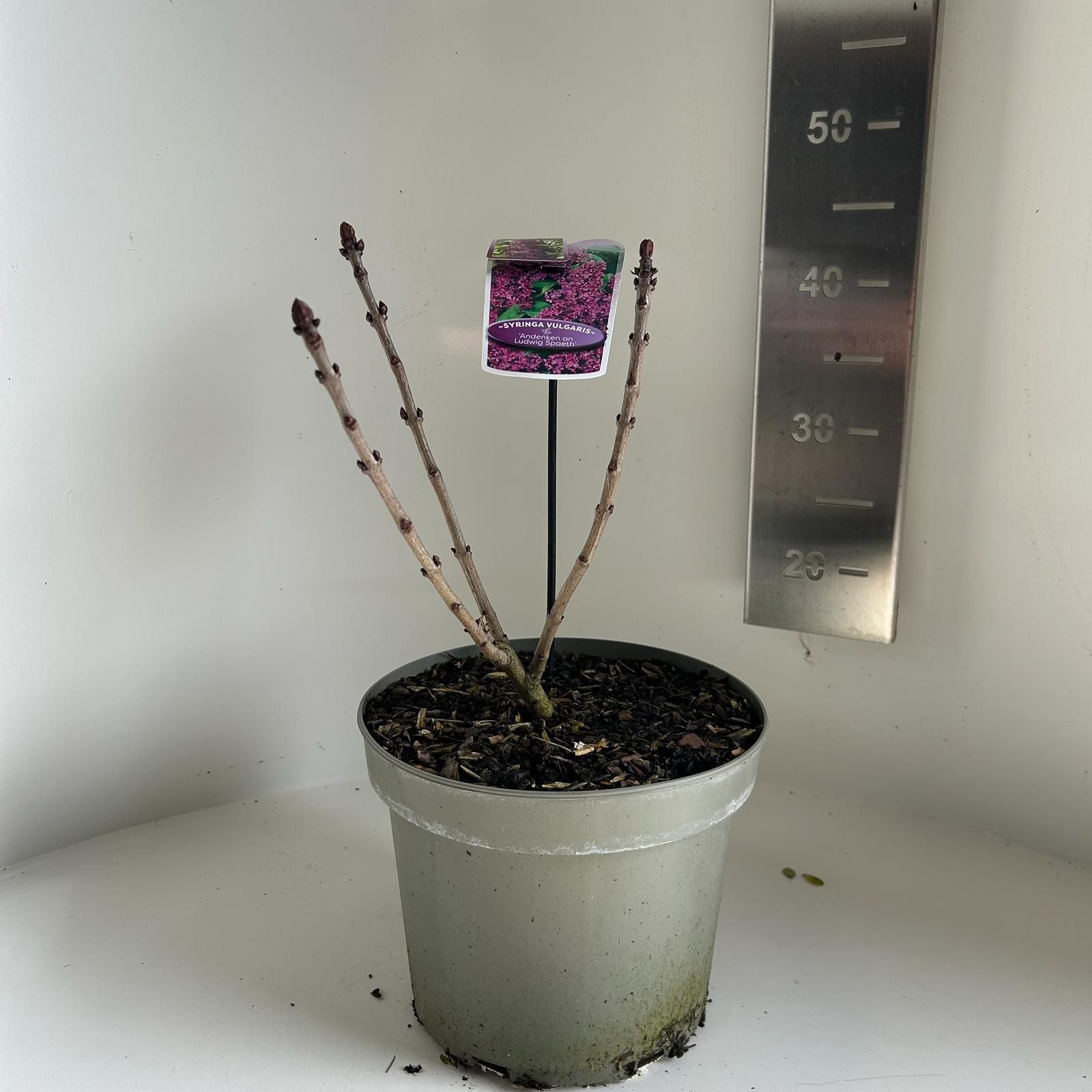 Syringa vulgaris Andenken an Ludwig Spath, D 23