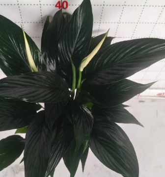 Спатифиллум Гидропоник Краун 12 50