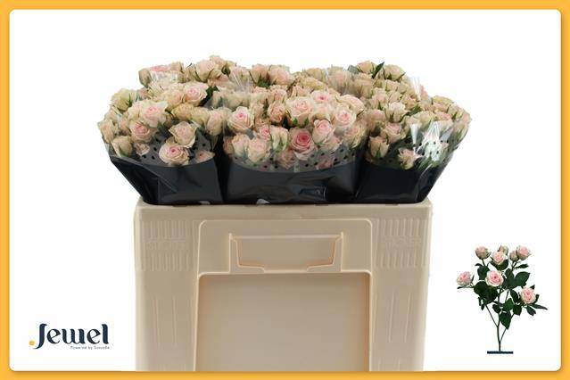 Роза куст. Северина 50, шт.