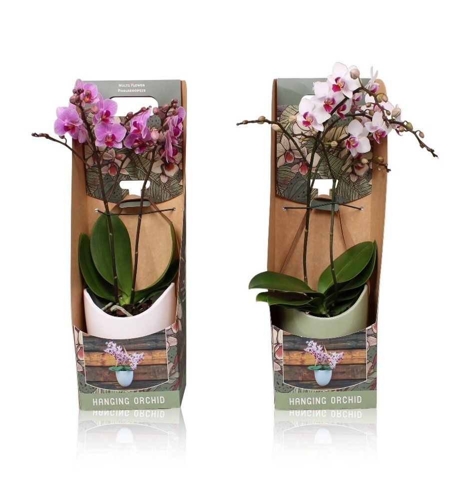 Phal. Multiflora 2-tak mix in keramiek BGC705 hangpot, D 12