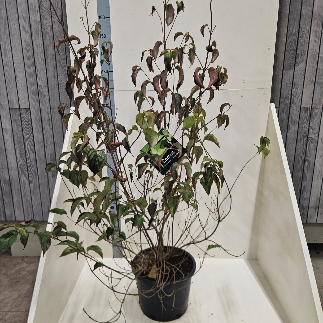 Cornus kousa chinensis, D 40