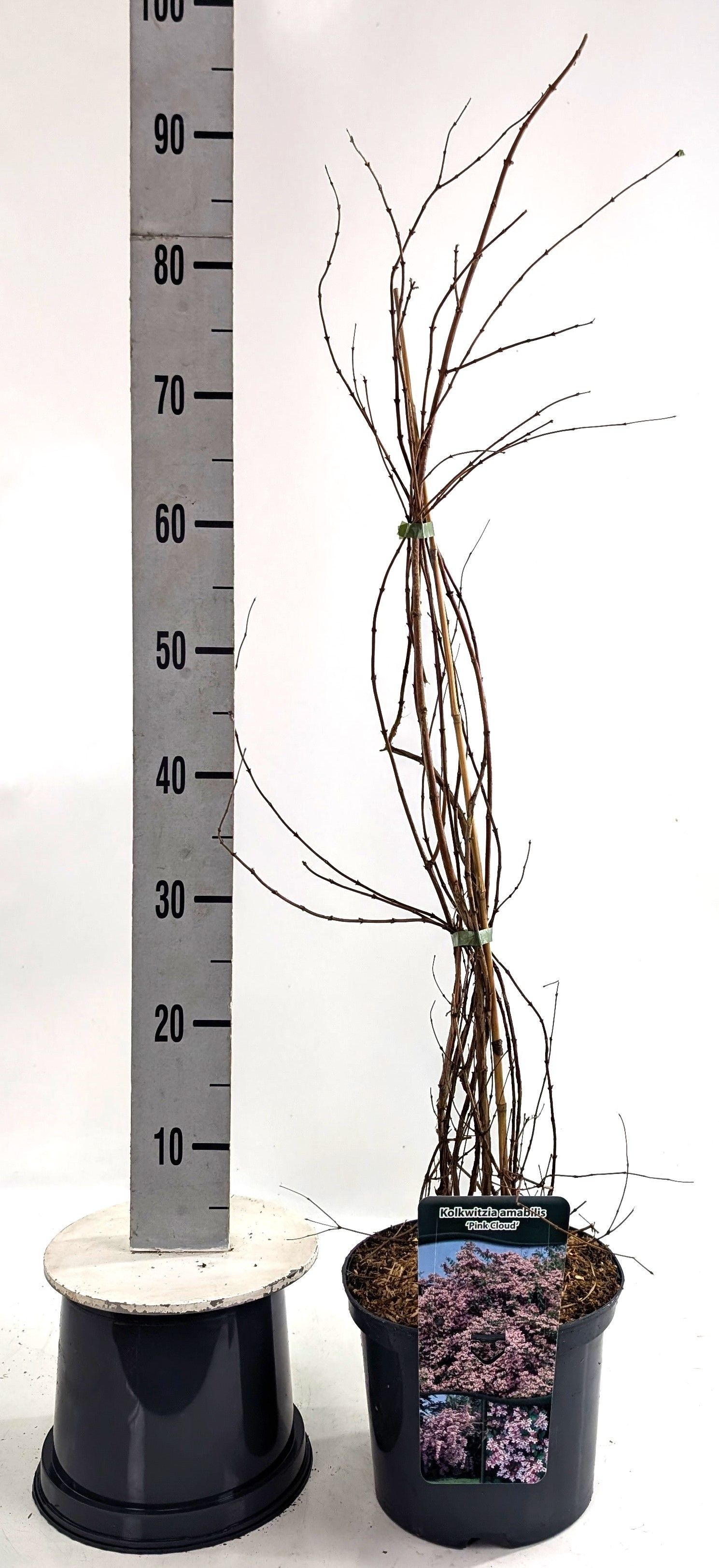 Kolkwitzia ama. Pink Cloud, D 23