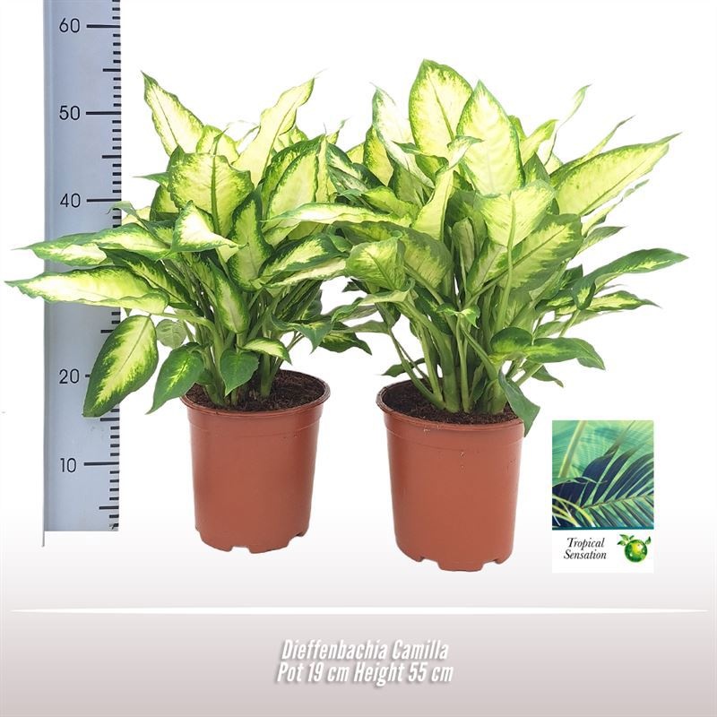 Dieffenbachia Camilla, D 19