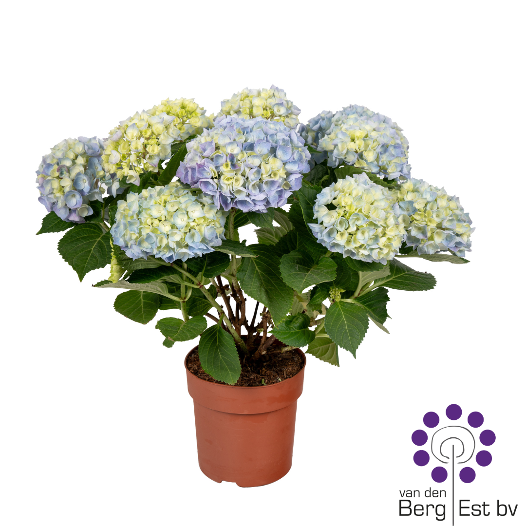 Hydrangea Blue 9/10, D 14