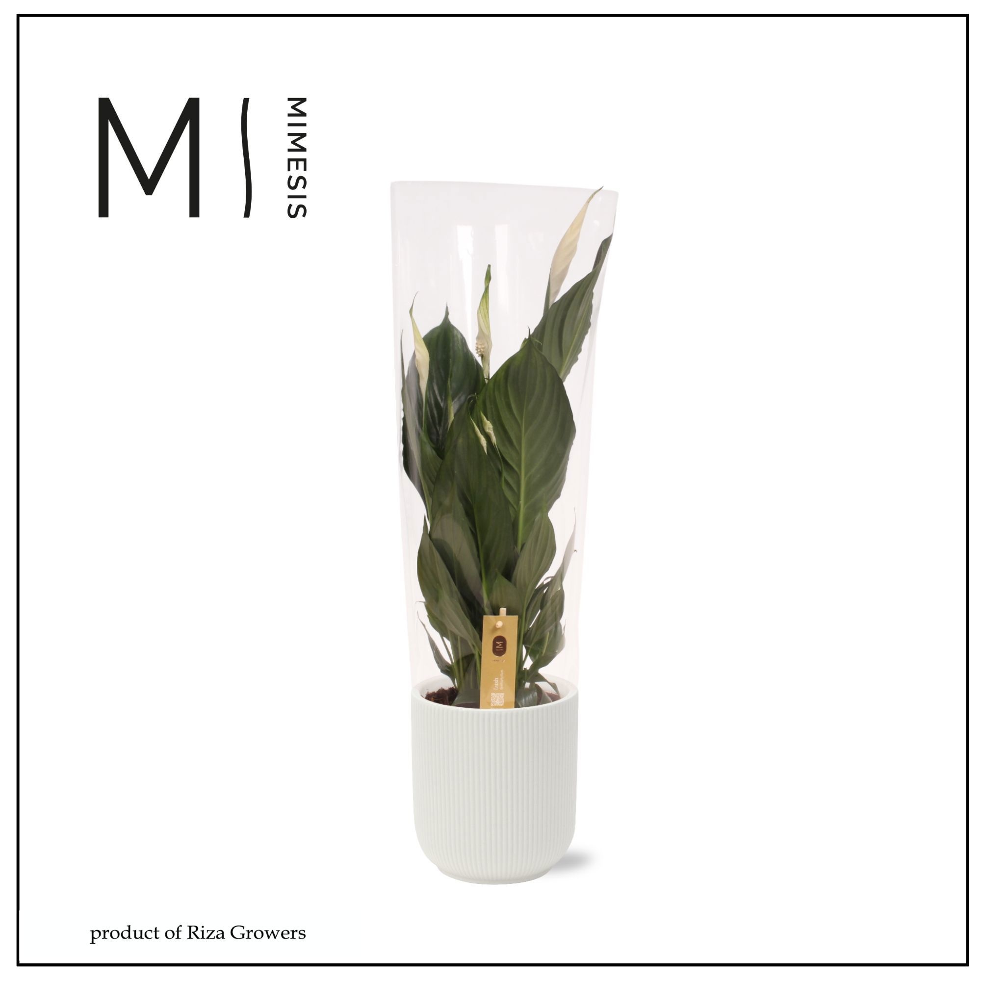 Spathiphyllum Pico Cupido - 13cm in Atlanta White | Mimesis, D 13