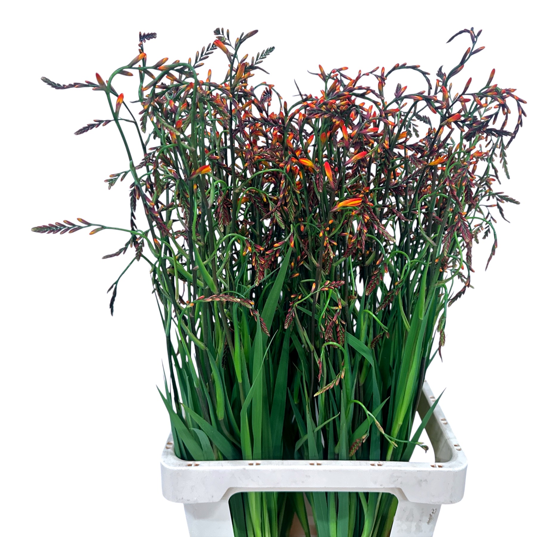 Крокосмия Лицифер 80, шт.