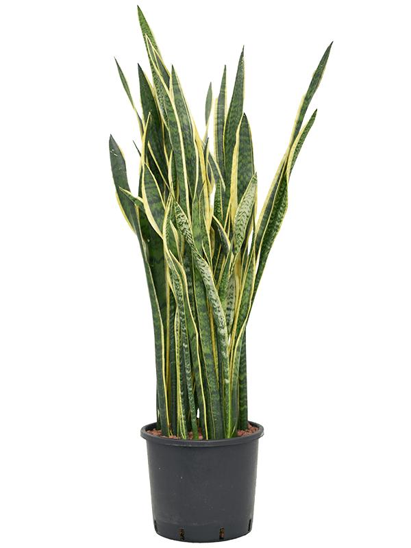 Sansevieria trifasciata 'Laurentii', D 30 cm