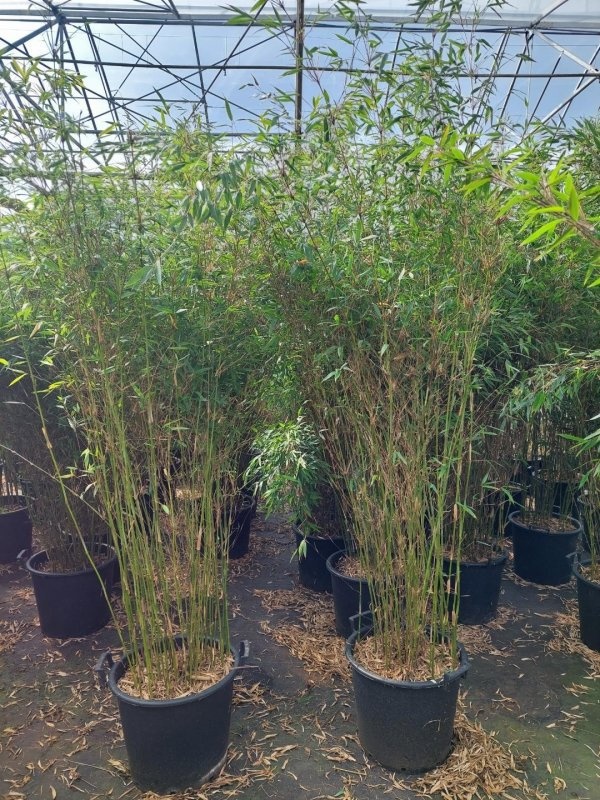 Fargesia denudata 'Xian 2', D 48