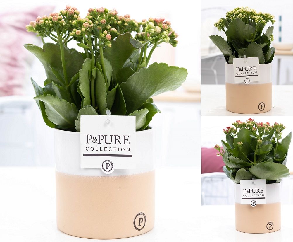 Kalanchoe mix in P&PURE Rosy ceramics, D 12
