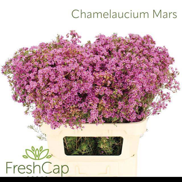 Шамелациум Гранд Юпитер 80, шт.