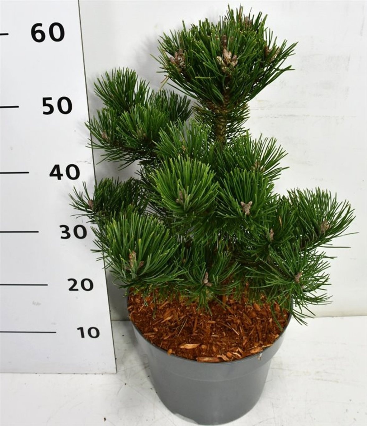 Pinus mugo 'Gnom', D 26