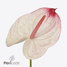 Антуриум Либра x12, шт.