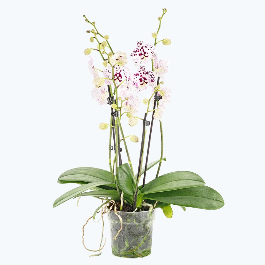 Phal. 3-4 tak 'Expressions' 12 cm Topf 'Two of Us', D 12