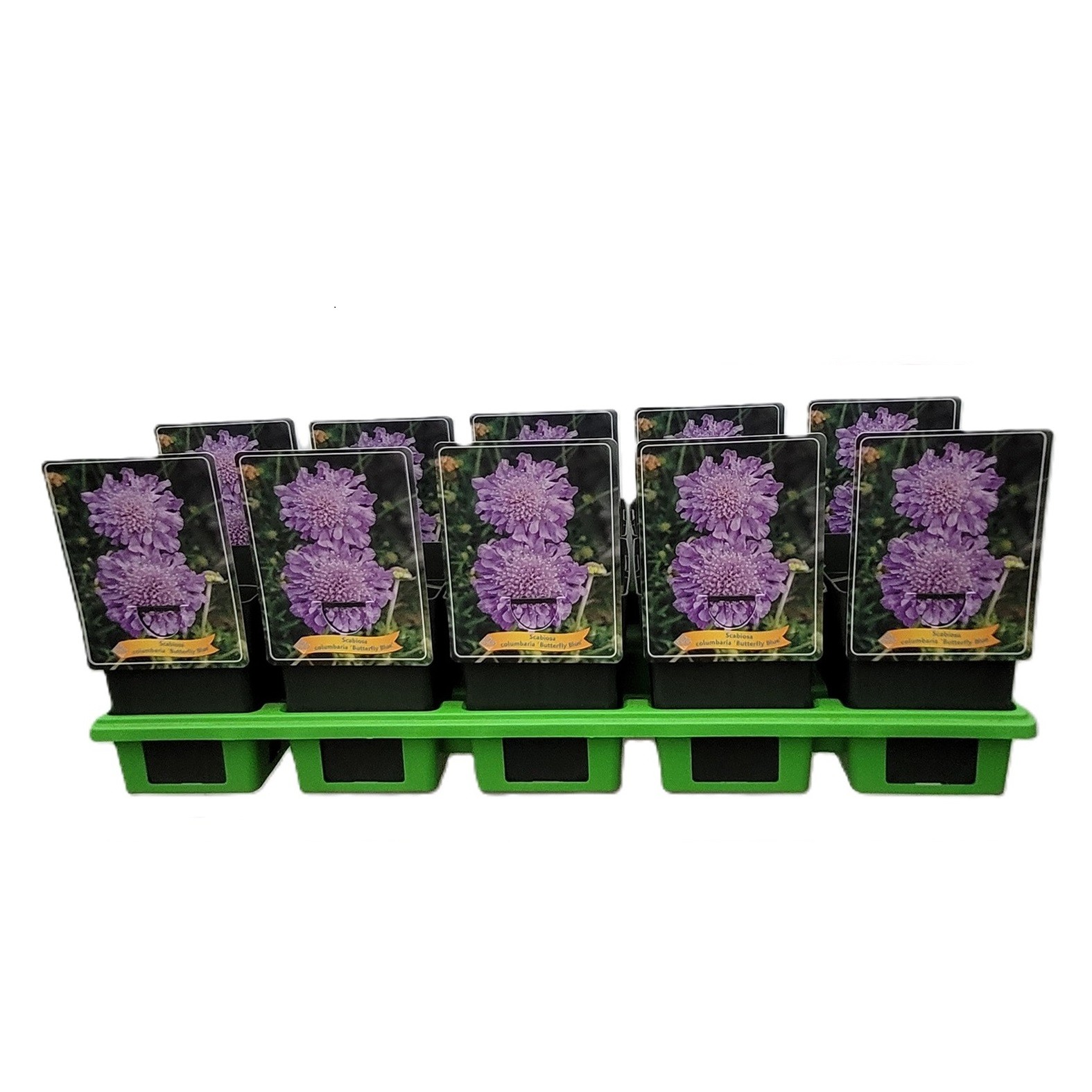 Scabiosa columbaria 'Butterfly Blue' P11, D 11