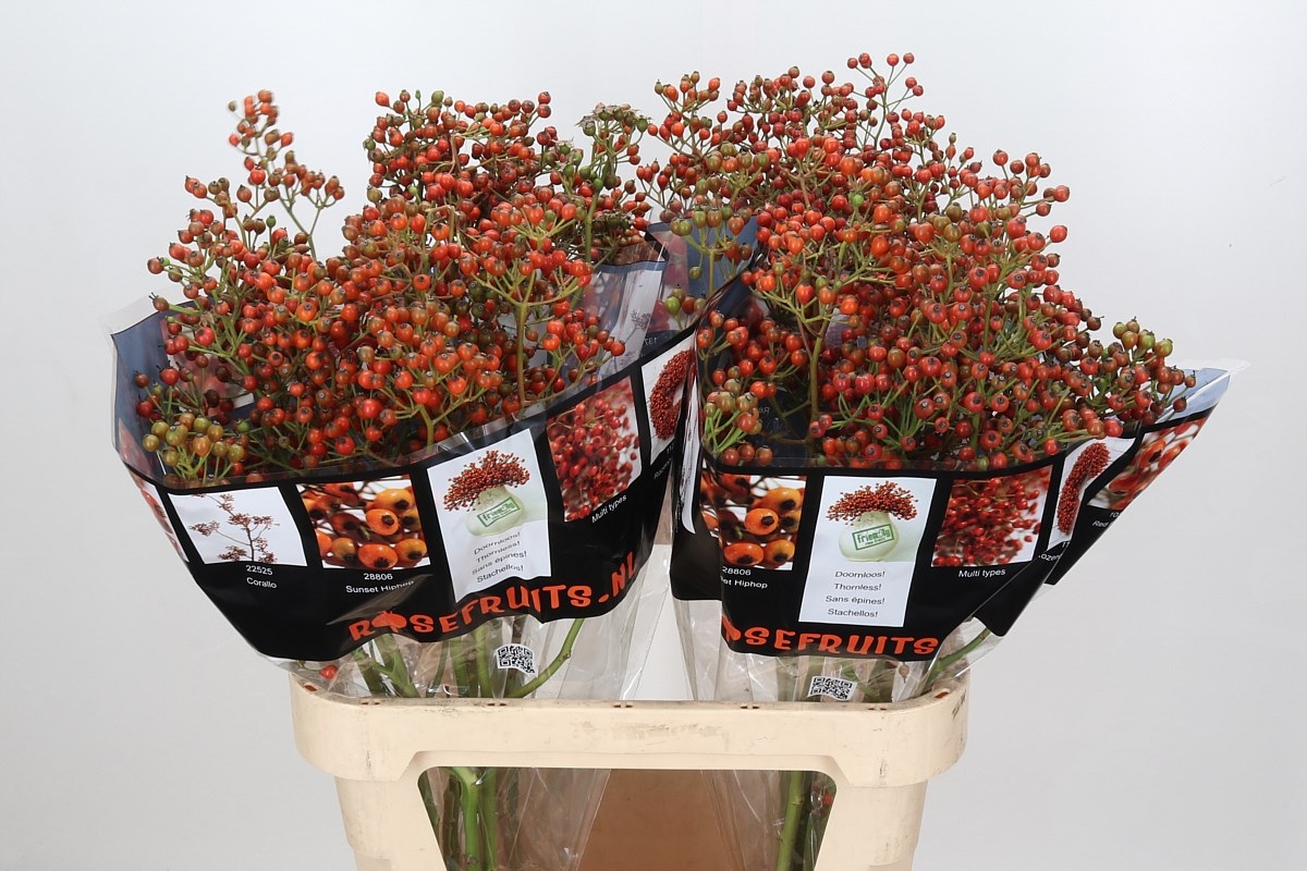 Рузботель Роузфрут Элит 90, шт.