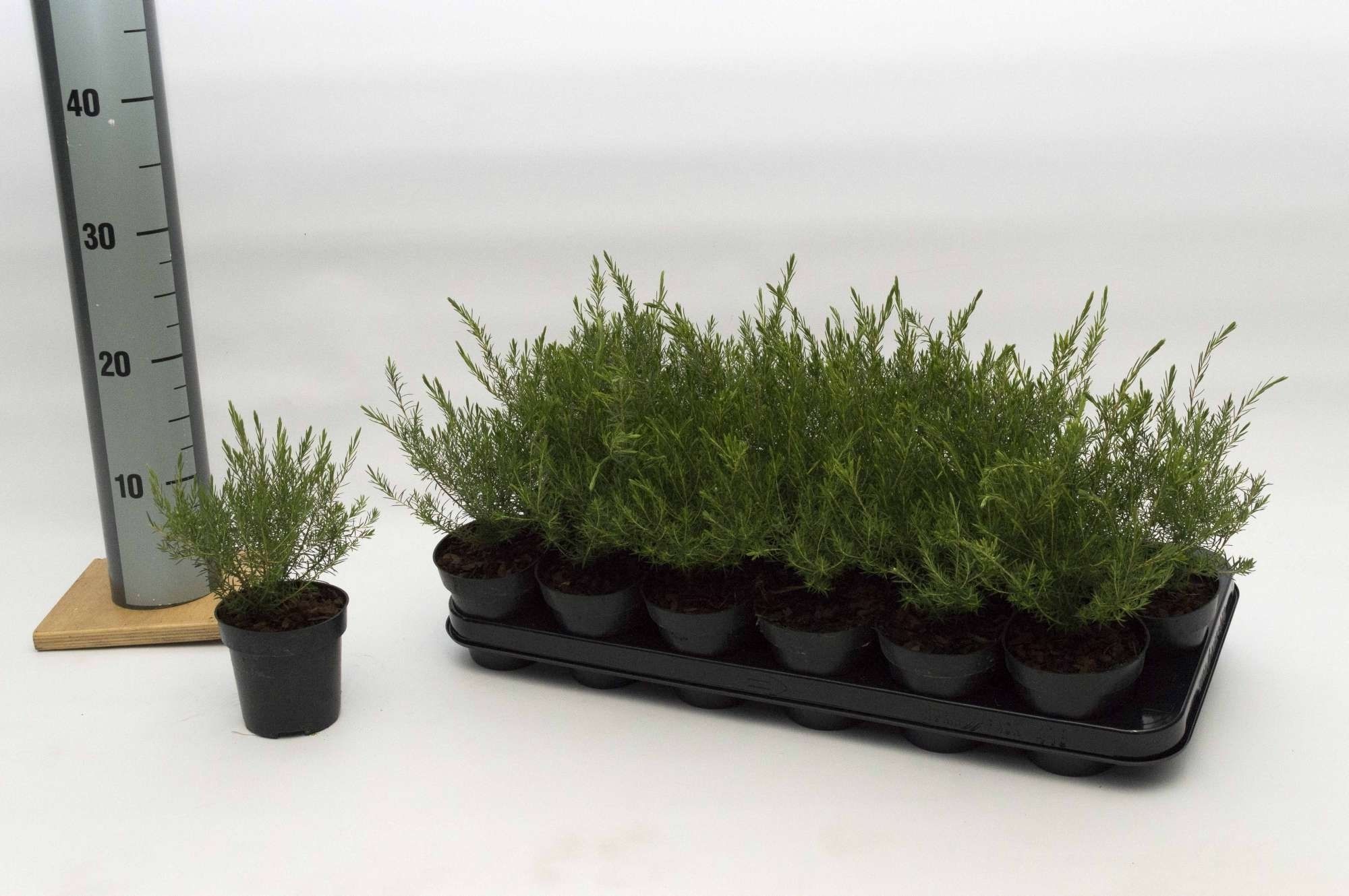 Diosma Pink Fountain, D 9 cm