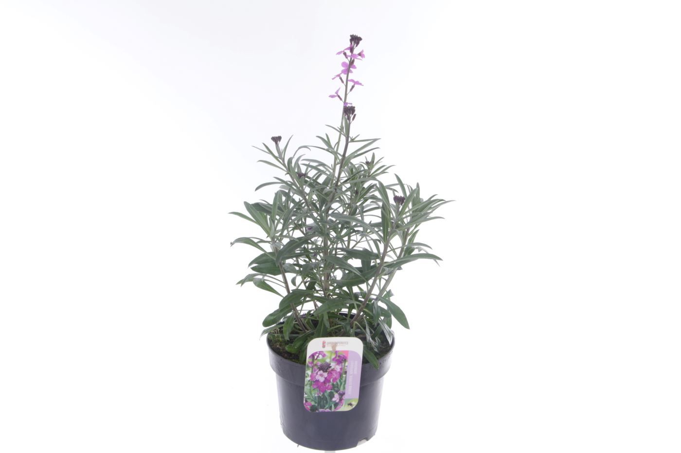 Erysimum lin. Bowles Mauve, D 17